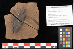 Foto (Objekt + Etikett) von Quercus palaeoilex Ettingshausen (NHMW-GEO-2024-0188-0940)